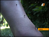 необычные комары на Алтае