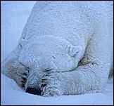 В связи с сокращением площади морских льдов значительно ухудшились условия обитания белого медведя