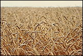 Алтайскому краю необходимо завезти 400 тыс. тонн зерна