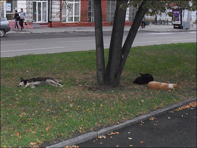 бродячие собаки в Барнауле