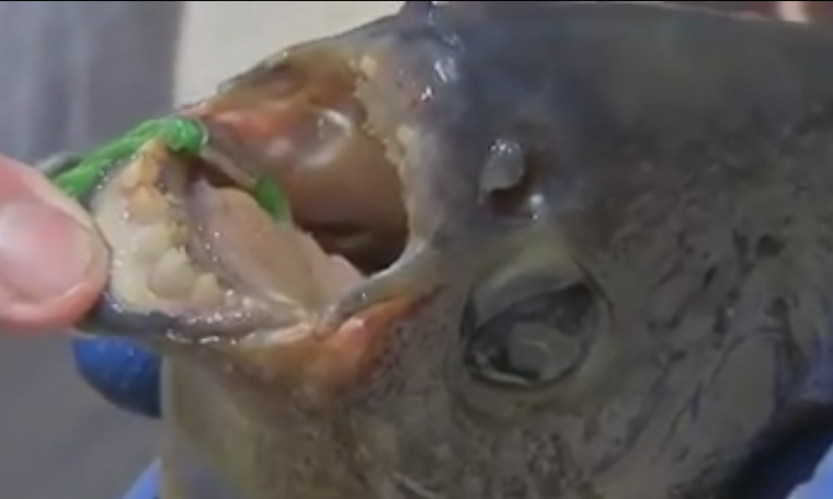 В США поймали рыбу с человеческими зубами