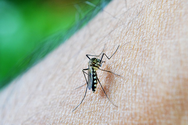 комары атакуют