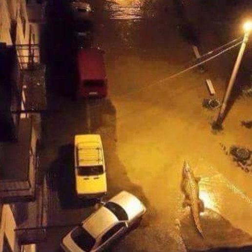 крокодил на улицах в Тбилиси