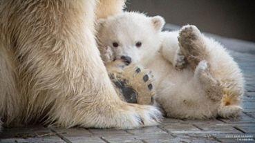 Новосибирцы выбирают имя белому медвежонку из зоопарка 