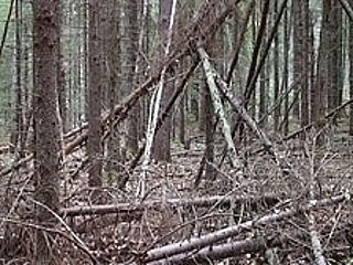 Потерявшийся в лесах Ленобласти 10-летний мальчик замерз насмерть