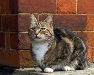 Всемирный день петербургских кошек и котов сегодня отмечают в России