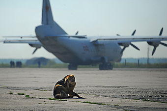 В Ростове собака помешала приземлению пассажирского самолета