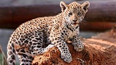 В славгородском зоопарке появились на свет детеныши леопардового кота