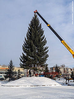 В Бийске сегодня установили главную городскую елку