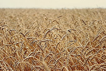 Алтайскому краю необходимо завезти 400 тыс. тонн зерна для загрузки производств до нового урожая