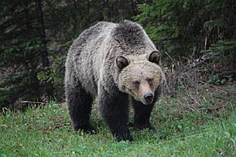 Большая перепись медведей стартовала на Алтае