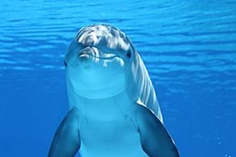 В городе-курорте Яровое откроется дельфинарий
