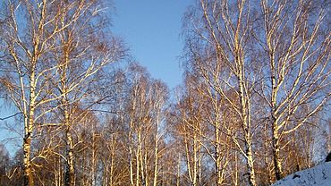 ����: amic.ru