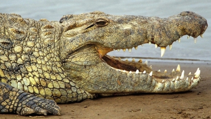 Российского туриста растерзал крокодил
