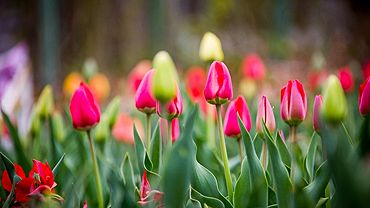 ����: amic.ru