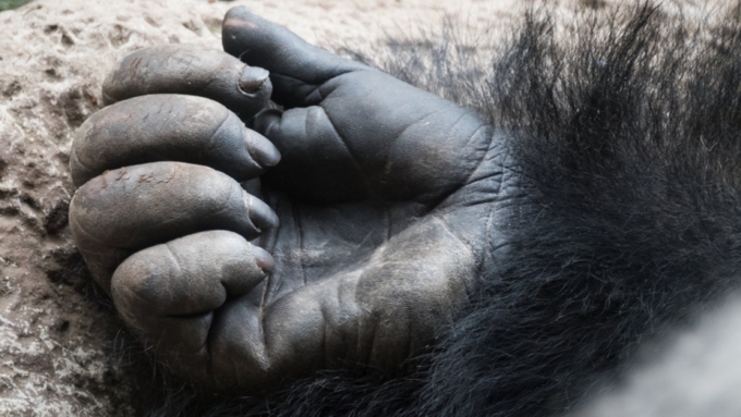Трамп оправдал убийство в зоопарке гориллы ради спасения упавшего в вольер ребенка