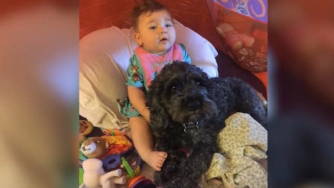 В США собачка пожертвовала собой и спасла ребенка от пожара