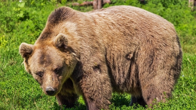 Участковый застрелил медведя у здания школы в Амурской области