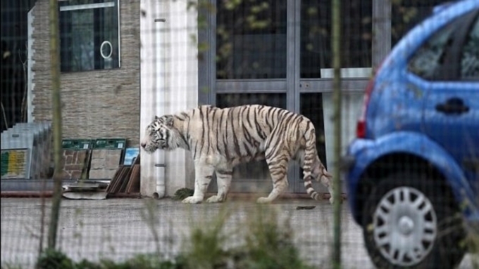 Бенгальский тигр убежал из цирка в Италии