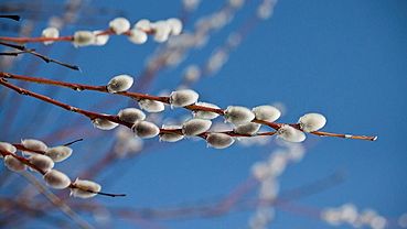 ����: amic.ru