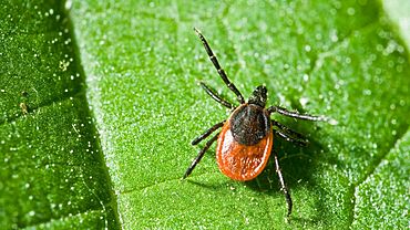 ����: amic.ru