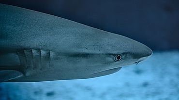 ����: amic.ru