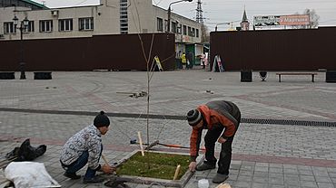 Два десятка низкорослых кленов высадили на пешеходной улице в Барнауле