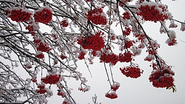 Морозы до -19 градусов нагрянут на Алтай в ночь на 12 ноября