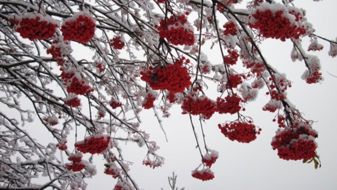 Без осадков, однако холодно: о погоде в Алтайском крае 16 ноября