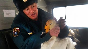 Пожарные в Горном Алтае спасли отбившегося от стаи лебедя