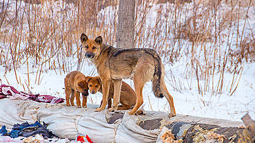 Бродячие псы обживают теплотрассы возле детсада в Камне-на-Оби