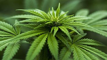 Полиция по запаху ацетона задержала барнаульца с марихуаной 