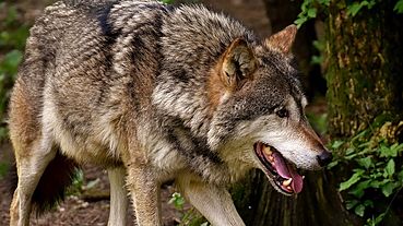 Москвич поймал чистокровную волчицу в ошейнике около населенного пункта