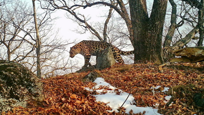 09:18Жители России выбрали имя дальневосточному леопарду