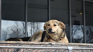 Эвтаназия или воля: Алтай просит Госдуму принять закон о бездомных животных