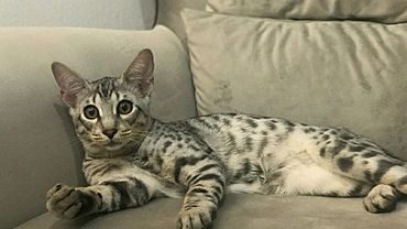 Гибрид кошки и хищника из Африки продают на Алтае за 80 тысяч рублей