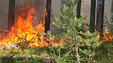 Никакого огня: жителей Алтая предупреждают о высокой пожароопасности