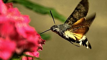 Экологи в Подмосковье обнаружили редкую бабочку-колибри