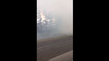Деревья горят в Барнауле возле 