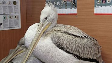 Еще трех краснокнижных пеликанов спасли в Алтайском крае