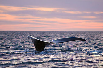 Редчайший японский кит был обнаружен у берегов Чукотки