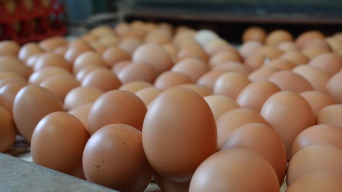 Свердловский губернатор пообещал жителям упаковку из 12 яиц