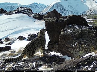 Новые кадры снежных барсов получили в экспедиции в Горном Алтае