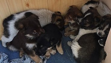 Бийчане спасли семь щенков от смерти в заброшенном гараже