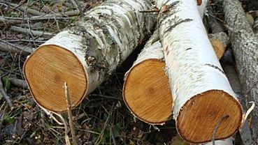 Житель Алтая переборщил с вырубками леса и заплатит более 1 млн рублей 