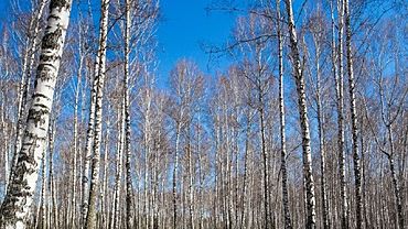 ����: amic.ru