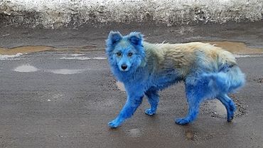 Синюю собаку, покрашенную живодерами, насмерть сбила машина под Тверью