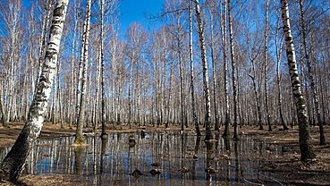 ����: amic.ru