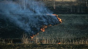 Высокая пожароопасность ожидается в 30 районах Алтайского края