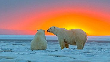 ����: amic.ru